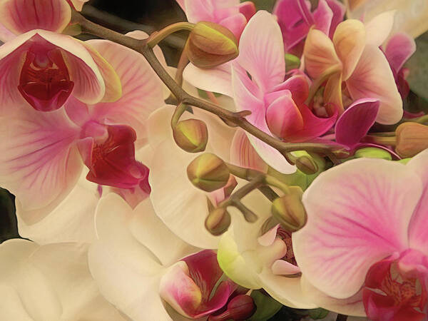 Orchid Art Print featuring the mixed media Cycle of Beauty 10 by Lynda Lehmann