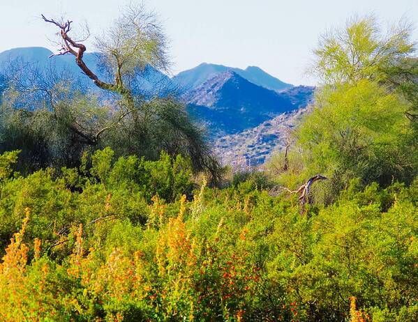 Arizona Art Print featuring the photograph Deep Desert Valley in a Sonoran Desert Spring by Judy Kennedy