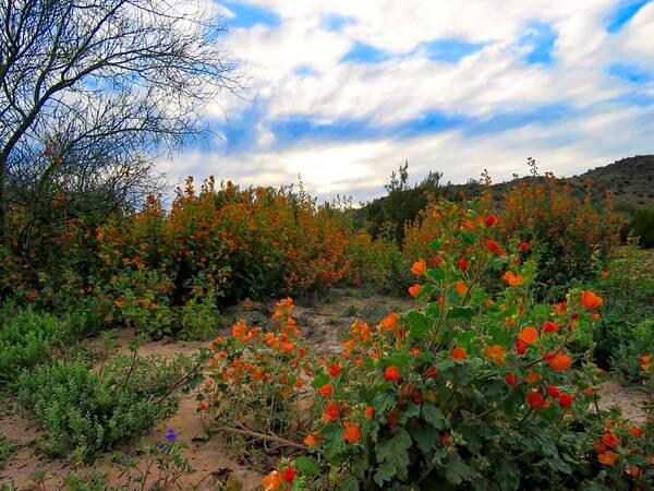 Arizona Art Print featuring the photograph Desert Wildflowers in the Valley by Judy Kennedy