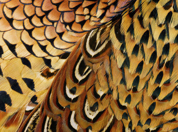 Detail Of Pheasant Feathers Art Print by Jeffrey Coolidge 