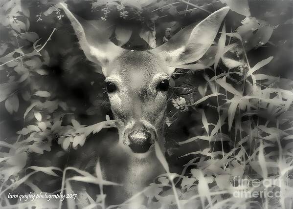 Deer Art Print featuring the photograph Doe's Summer Portrait by Tami Quigley
