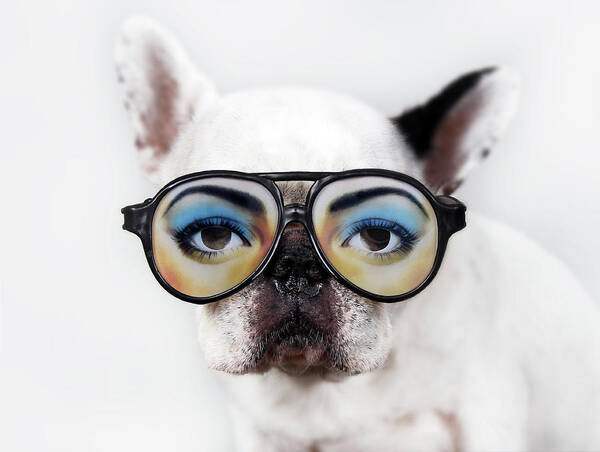 Pets Art Print featuring the photograph Dog Wear Glasses by Retales Botijero