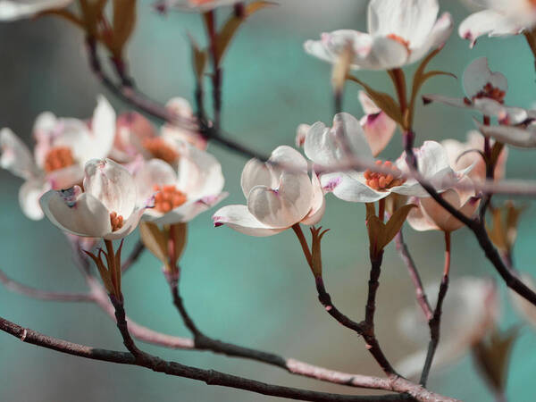 Photography Art Print featuring the photograph Dogwood Spring Iv by Sharon Chandler