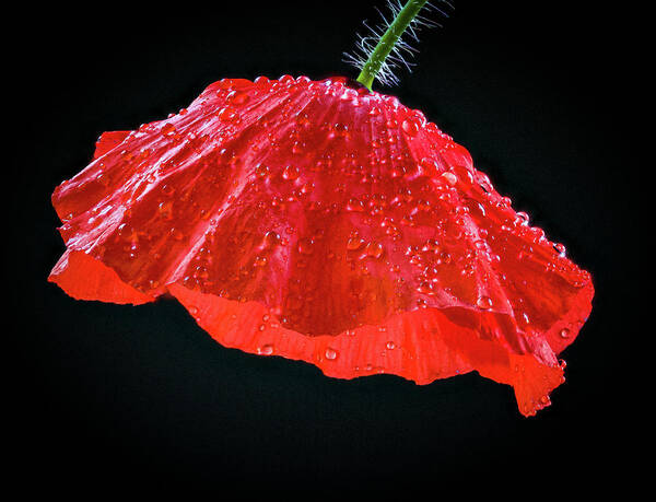 Dripping Poppy Art Print featuring the photograph Dripping Poppy by Jean Noren