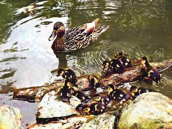 Duck Art Print featuring the photograph Duck Family by Susan Savad