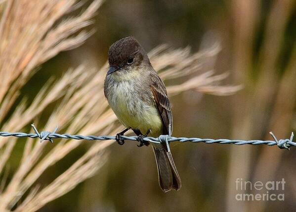 Eastern Phoebe Art Print featuring the photograph Eastern Phoebe by Steve Brown