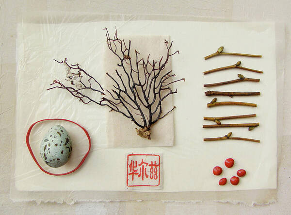 Gorgonian Coral Art Print featuring the photograph Egg, Sea Fan, Twigs And Red Seeds On by Fiona Crawford Watson