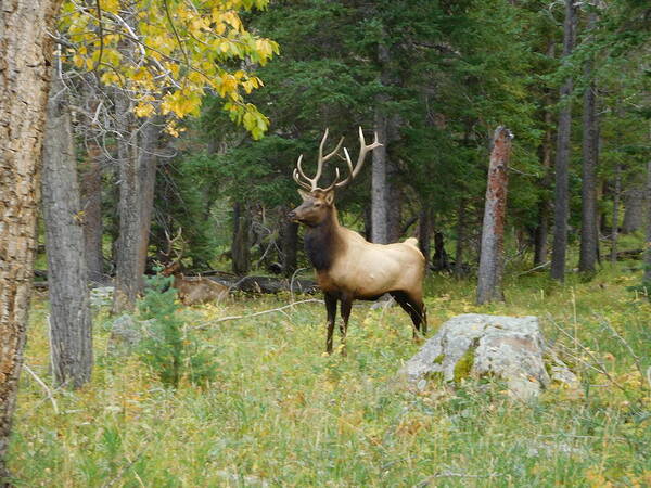  Art Print featuring the photograph Elk II by Karen Stansberry