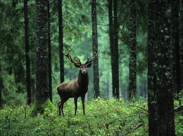 Majestic Art Print featuring the photograph Elk In Forest by Moodboard