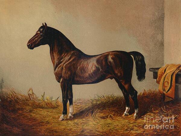 Horse Art Print featuring the drawing Entire Pony Hack Don Carlos by Print Collector