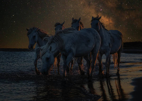 Equine Art Print featuring the photograph Equine Night by Wade Aiken