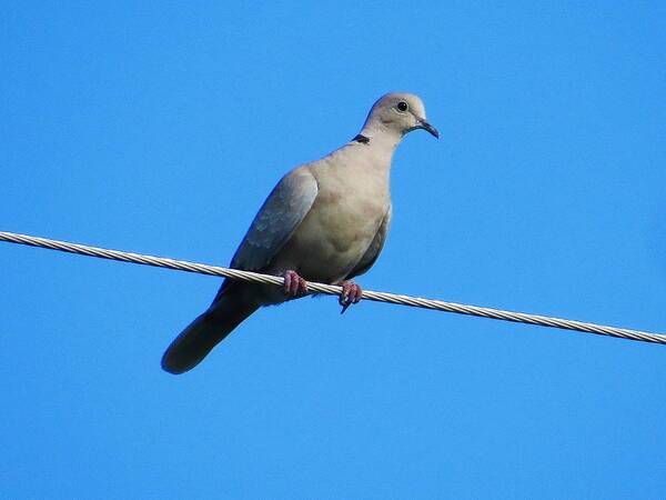 Eurasian Collared Dove Art Print featuring the photograph Eurasian collared dove by Jean Evans