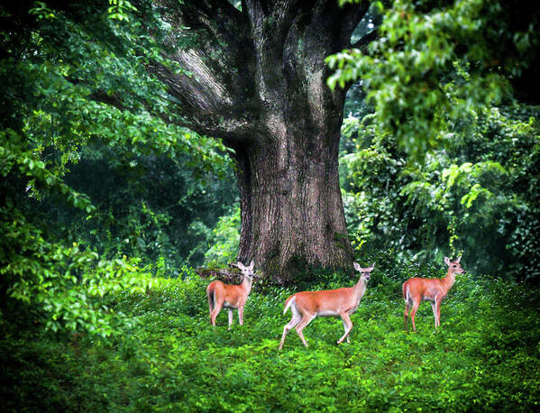 Deer Art Print featuring the photograph Fairy Tale Forest by Karen Wiles