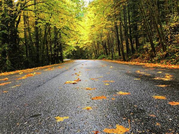 The Bright Yellows On The Fall Drive Were Stunning! Art Print featuring the photograph Fall Drive by Brian Eberly