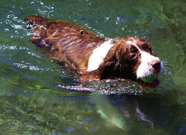 Spaniel Art Print featuring the photograph Fetch by Fred Bailey