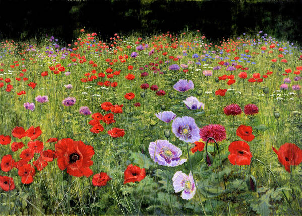Red And Purple Flowers Field
Poppy Art Print featuring the painting Field Of Poppies by Bill Makinson