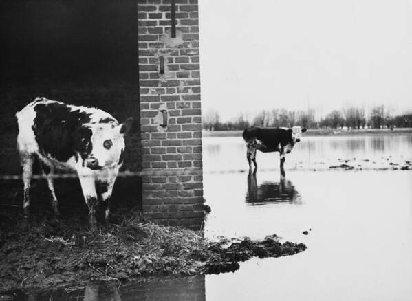 Underwater Art Print featuring the photograph Flooded Farm At Normandy In France On by Keystone-france