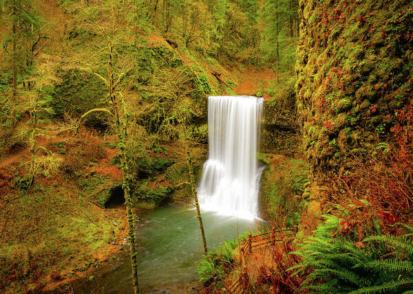 Oregon Art Print featuring the photograph Forest Serenity by Gary Kochel