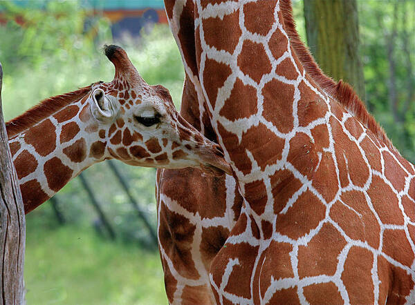 Giraffe And Calf Art Print featuring the photograph Giraffe And Calf by Galloimages Online