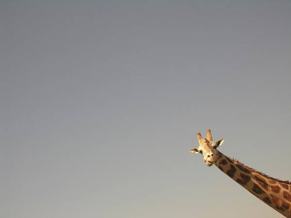 Animal Themes Art Print featuring the photograph Giraffe With Sky by Image By Jason Bouwman