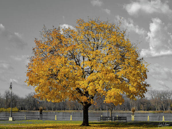 Tree Art Print featuring the photograph Golden Gray Day by Phil S Addis