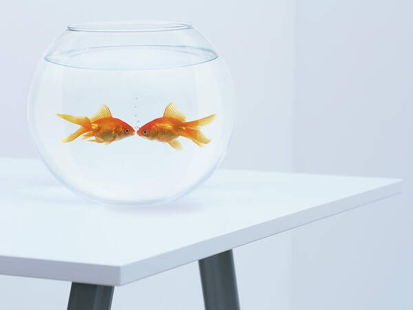 Pets Art Print featuring the photograph Goldfish Kissing In Fishbowl by Adam Gault