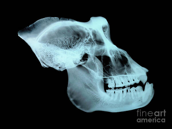 Wildlife Art Print featuring the photograph Gorilla Skull by D. Roberts/science Photo Library