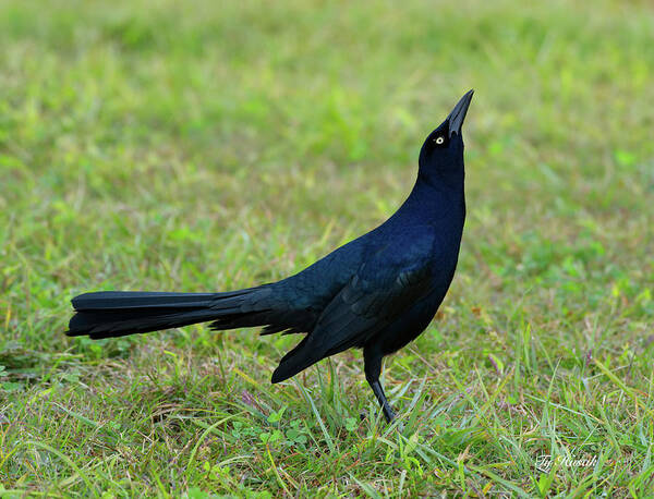 Grackle Art Print featuring the photograph Grackle by Ty Husak