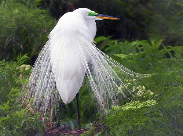 Bird Art Print featuring the photograph Great White Colors by Art Cole