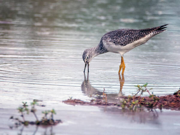 Greater Yellow Legs Art Print featuring the photograph Greater Yellowlegs 3260-092518-1cr by Tam Ryan