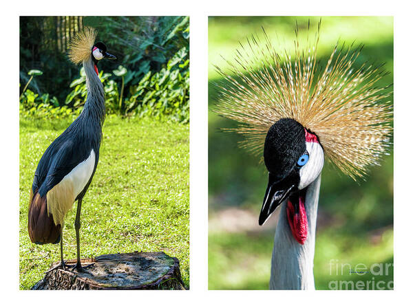 Gulf Art Print featuring the photograph Grey Crowned Crane Gulf Shores Al Collage 8 Diptych by Ricardos Creations