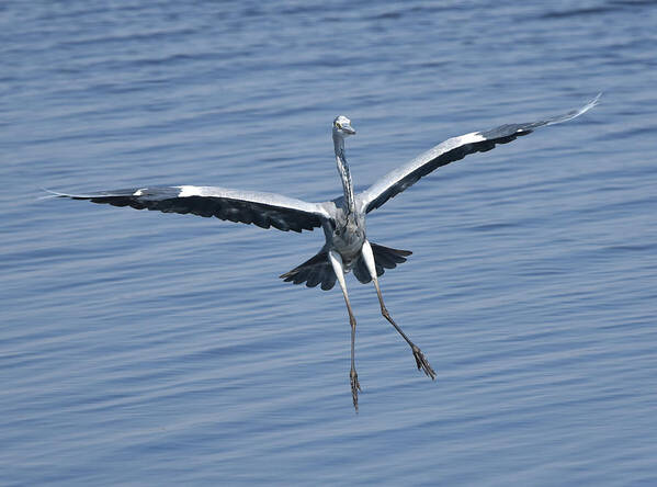 Heron Art Print featuring the photograph Grey Heron in for a Landing by Ben Foster
