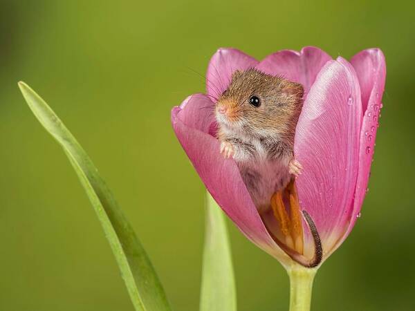 Animals Art Print featuring the photograph Harvest Mouse Looking Out Of A Tulip by Peter Atkinson Animals Art Print featuring the photograph Harvest Mouse Looking Out Of A Tulip by Peter Atkinson