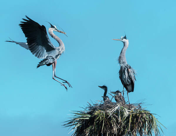 Heron Nest Flight Art Print featuring the photograph Heron Nest Flight by Robert Michaud