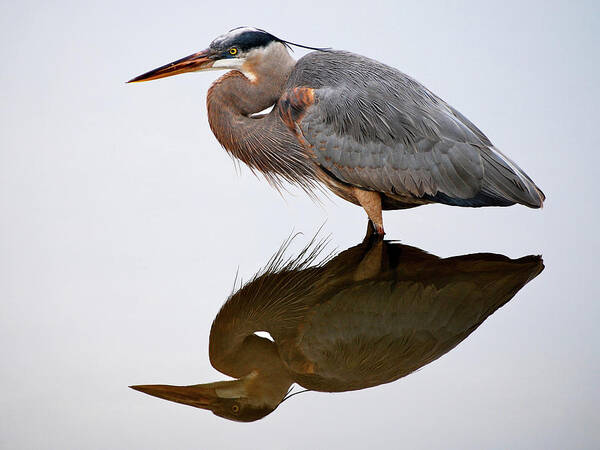 Heron Art Print featuring the photograph Heron Reflection by Gail Peck
