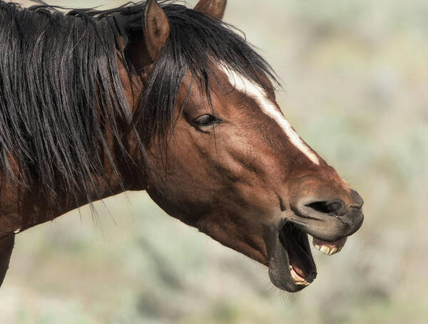 Wild Art Print featuring the photograph Horse Laugh by Dennis Bolton