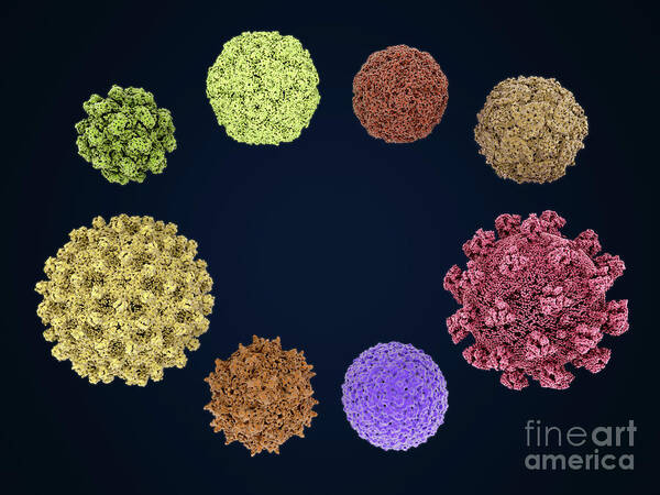 Aav Art Print featuring the photograph Human-infecting Viruses by Juan Gaertner/science Photo Library