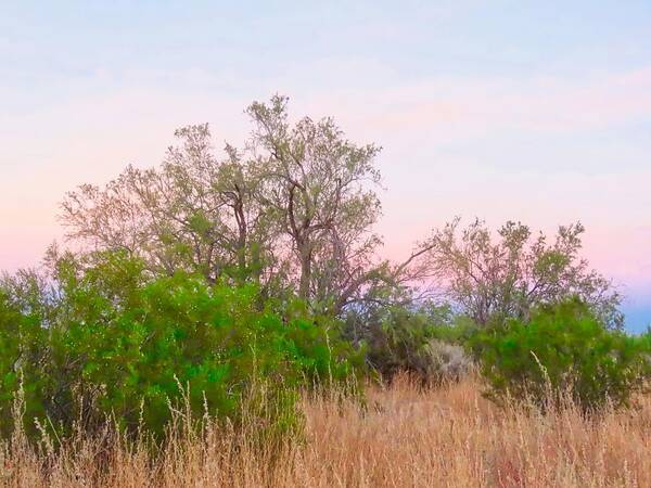 Affordable Art Print featuring the photograph Ironwood Trees After Sundown by Judy Kennedy