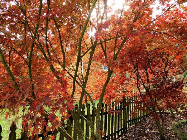 Tree Art Print featuring the photograph Japanese Red Maples by Karen Stansberry