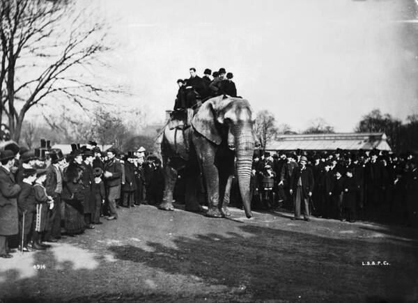 Crowd Art Print featuring the photograph Jumbo At London Zoo by London Stereoscopic Company