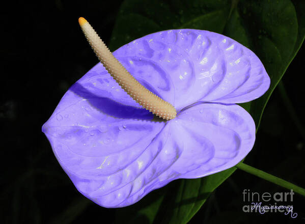 Nature Art Print featuring the photograph Lavender Anthurium by Mariarosa Rockefeller