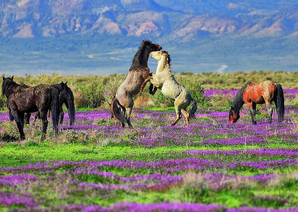 Horses Art Print featuring the photograph Let's Dance by Greg Norrell