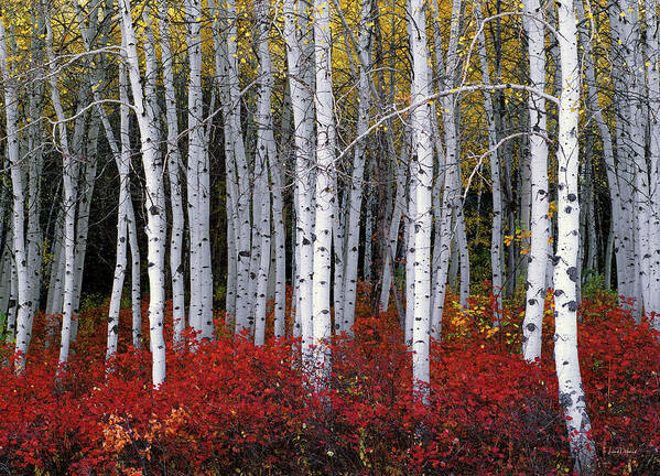 Leland Howard Art Print featuring the photograph Light in Forest by Leland D Howard