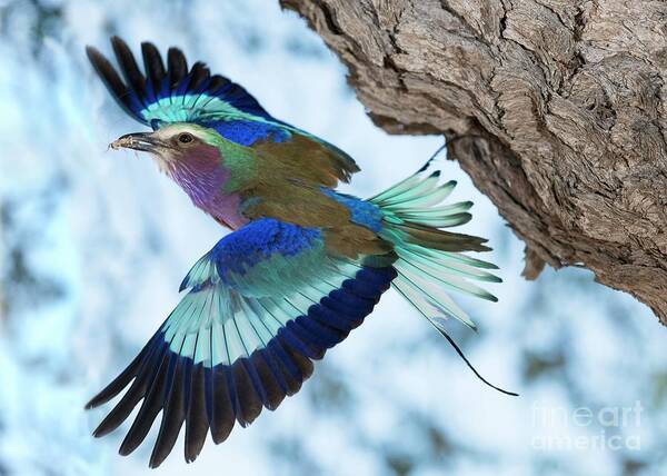 Africa Art Print featuring the photograph Lilac-breasted Roller With Wings Open by Tony Camacho/science Photo Library