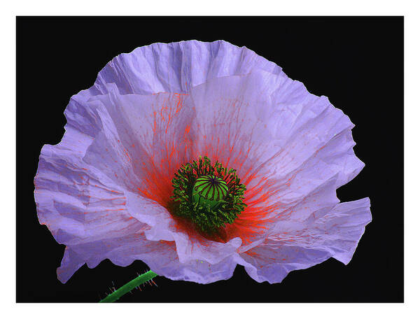 Transfer Print Art Print featuring the photograph Lilac Poppy by A. Mckinnon Photography