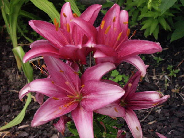 Lily Art Print featuring the photograph Lilixplosion 4 by Jeffrey Peterson