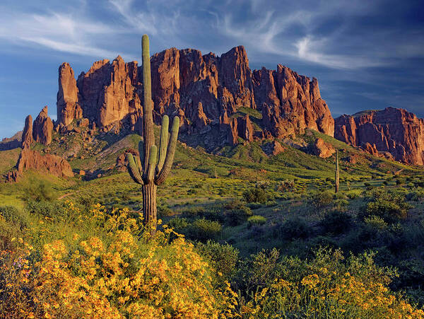 Lost Dutchman Flowers Art Print featuring the painting Lost Dutchman Flowers 0324 by Mike Jones Photo