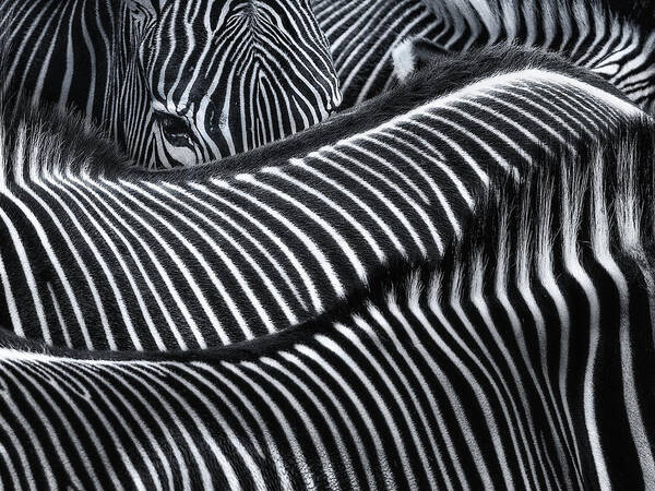 Zebra Art Print featuring the photograph Lost In Stripes by Susanne Landolt