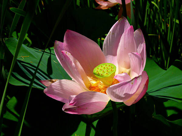 Pink Lotus Flower Art Print featuring the photograph Lotus Blossom by Mike McBrayer