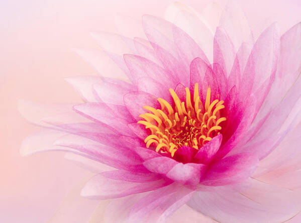Flower Art Print featuring the photograph Lotus by Wendy Xu